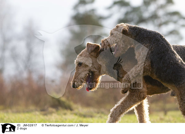 2 Hunde / 2 dogs / JM-02817