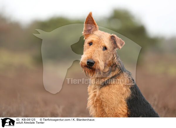 ausgewachsener Airedale Terrier / adult Airedale Terrier / KB-08125