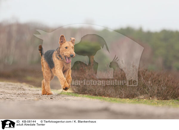 ausgewachsener Airedale Terrier / adult Airedale Terrier / KB-08144