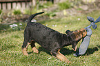 Airedale Terrier Puppy