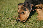 Airedale Terrier Puppy