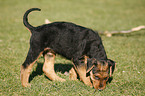 Airedale Terrier Puppy