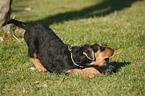 Airedale Terrier Puppy