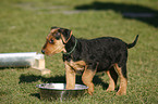 Airedale Terrier Puppy