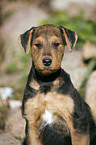 Airedale Terrier Portrait