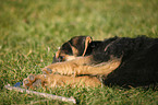 Airedale Terrier Puppy