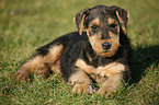 Airedale Terrier Puppy