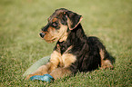 Airedale Terrier Puppy