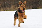 running Airedale Terrier