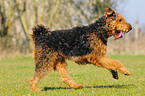 running Airedale Terrier