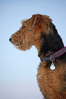 Airedale Terrier Portrait