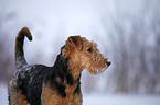 Airedale Terrier in snow