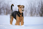 Airedale Terrier in snow