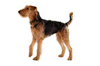 standing Airedale Terrier