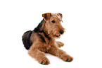 lying Airedale Terrier