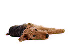 lying Airedale Terrier