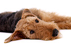 Airedale Terrier Portrait