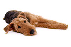 lying Airedale Terrier