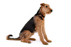 sitting Airedale Terrier