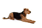 lying Airedale Terrier