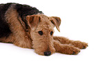 lying Airedale Terrier