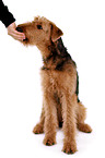 sitting Airedale Terrier