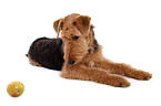 lying Airedale Terrier