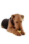 lying Airedale Terrier