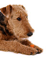 lying Airedale Terrier