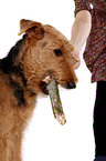 Airedale Terrier Portrait