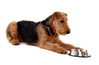 lying Airedale Terrier