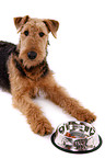 lying Airedale Terrier