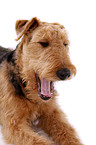 yawning Airedale Terrier