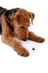 lying Airedale Terrier