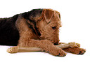 lying Airedale Terrier