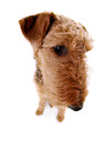 sitting Airedale Terrier