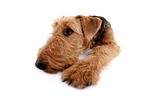 lying Airedale Terrier