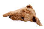 lying Airedale Terrier