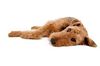 lying Airedale Terrier