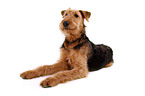 lying Airedale Terrier