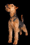 standing Airedale Terrier