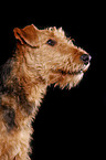 Airedale Terrier Portrait