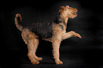 Airedale Terrier