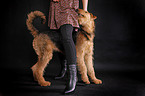 young woman with Airedale Terrier