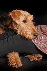 lying Airedale Terrier