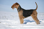 standing Airedale Terrier