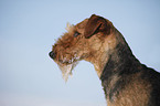 Airedale Terrier Portrait