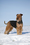 standing Airedale Terrier