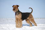 standing Airedale Terrier