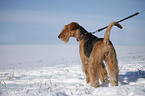 standing Airedale Terrier